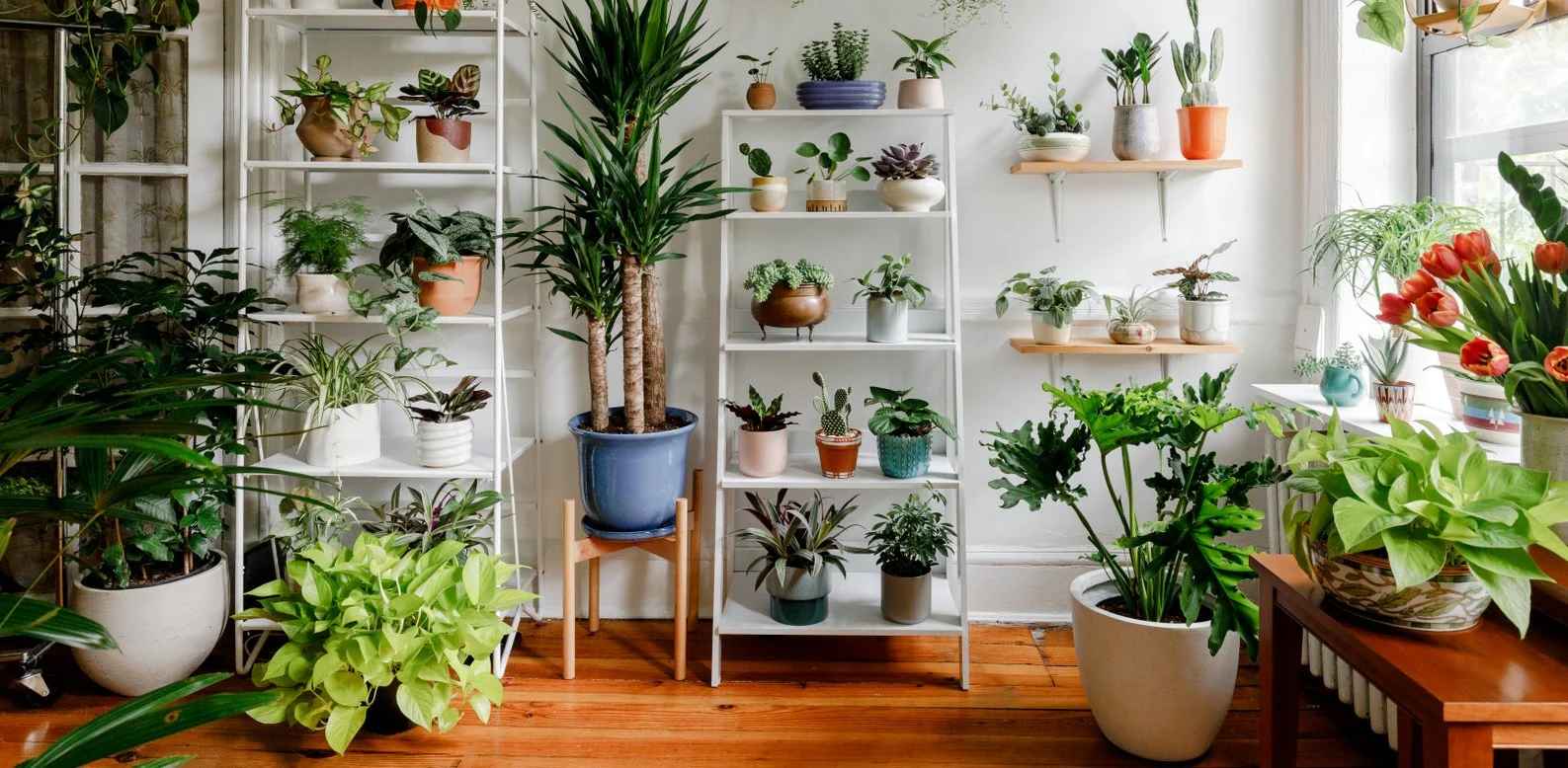 Bring Nature into Your Home