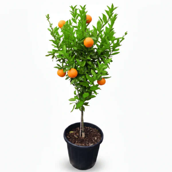 Ornamental Trees