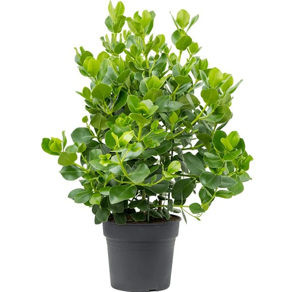 Indoor Plants