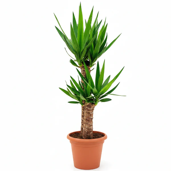 Office Plants